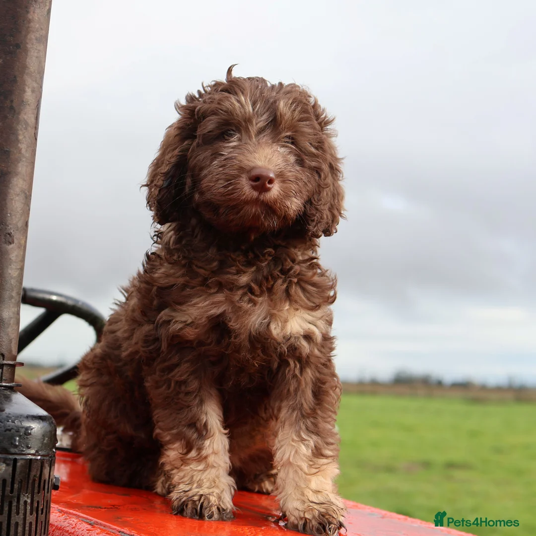 Labradoodle dogs for sale: 🐾🌈 Bred for Potential, Raised for Resilience🐾🌈 - Advert 5