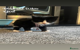American Shorthair cats for sale: Mixed Shorthair Kittens - Image 5