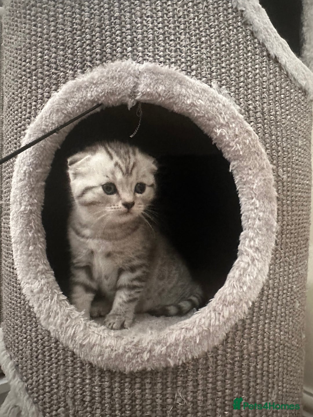 Scottish Fold cats for sale: Two adorable Scottish fold and straight kittens - Advert 2