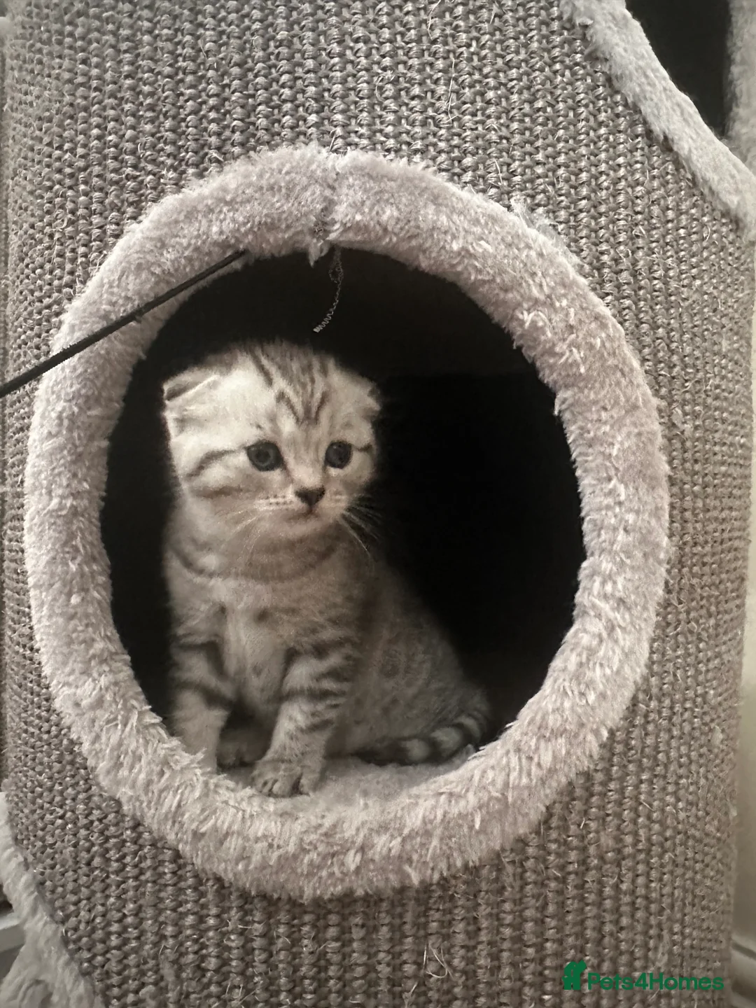 Scottish Fold cats for sale: Two adorable Scottish fold and straight kittens - Advert 3