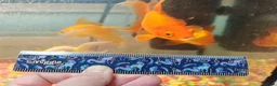 Goldfish fish for sale: Goldfish , Veiltail , Fancy, Telescope black in Glasgow - Advert 16