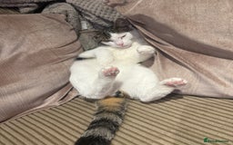 British Shorthair cats for sale: DOMESTIC SHORTHAIR Male - chipped and neutered  - Advert 7