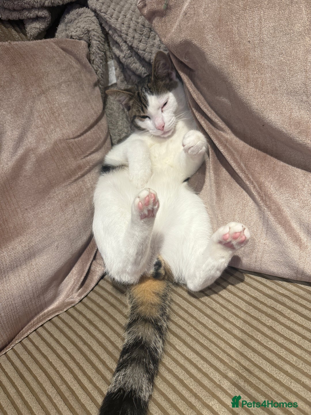 British Shorthair cats for sale: DOMESTIC SHORTHAIR Male - chipped and neutered  - Advert 7