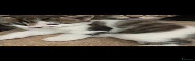 British Shorthair Kitten 1