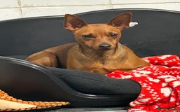 Miniature Pinscher dogs for sale: Stunning KC Miniature Pinscher puppies - Image 1