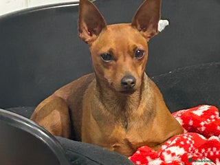 Miniature Pinscher dogs for sale - Advert 1