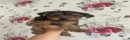 Yorkshire Terrier dogs for sale: 2 Stunning Minature Yorkshire terrier puppies 🩷💙 - Advert 25
