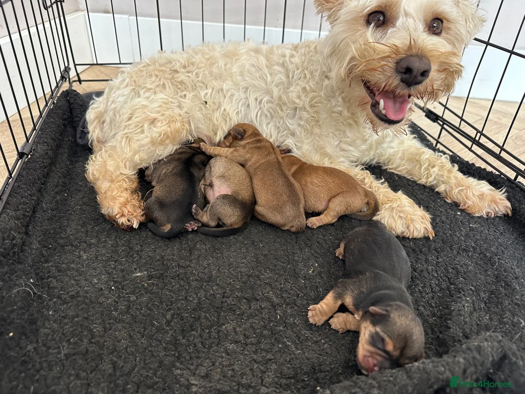 Norfolk Terrier dogs for sale: Norfolk X Puppies  - Advert 8