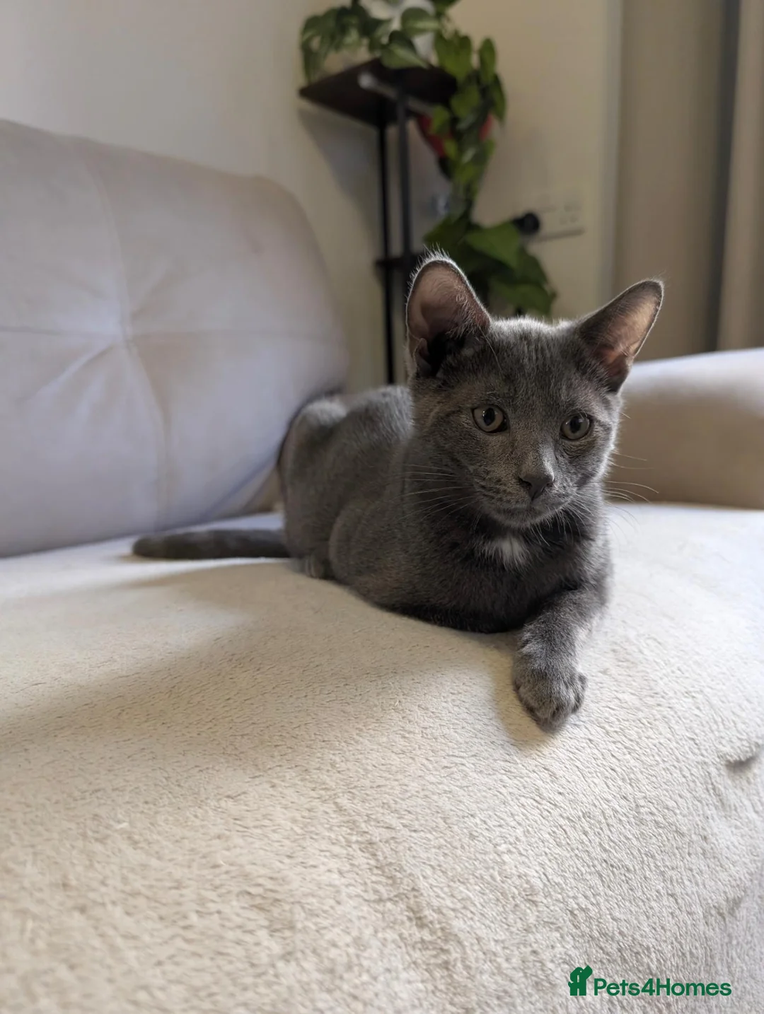 Chartreux cats for sale: Beautiful friendly Grey kitten - Advert 2