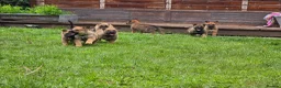 Mixed Breed dogs for sale: Shepherd's available.  Last 2 £500 - Advert 8