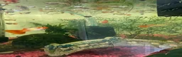 Other/Mixed Breed fish for sale: 🐟 HOME BRED FISH, SHRIMPS & SNAILS 🐌🐠🐟🦐 - Advert 10