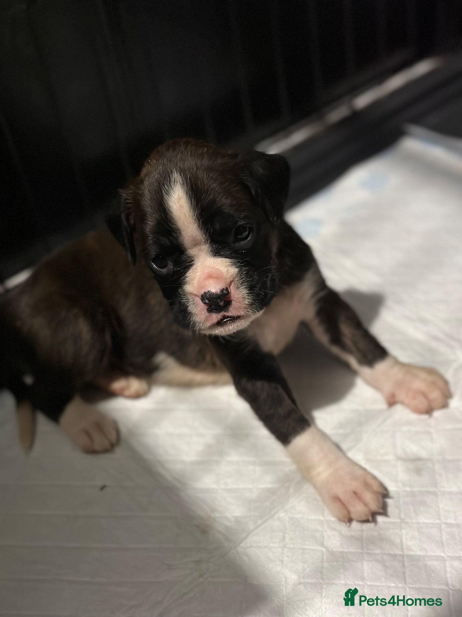 Boxer dogs KC/non kc beautiful boxer litter Bob and long tail - Advert 1