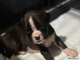 Boxer dogs KC/non kc beautiful boxer litter Bob and long tail - Advert 1
