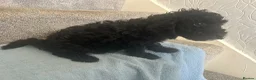 Cockapoo dogs for sale: *500*LAST  2 looking for their forever home  - Advert 7