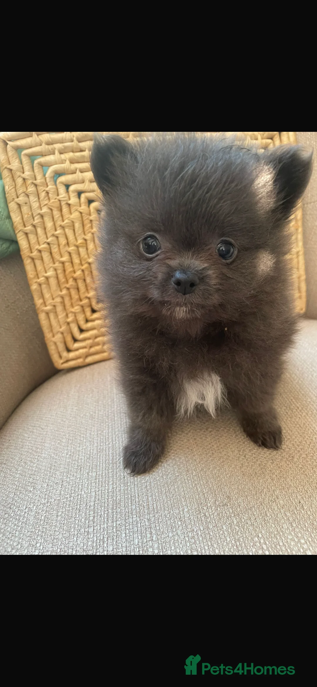 Pomchi dogs for sale: Pomchi - Advert 2