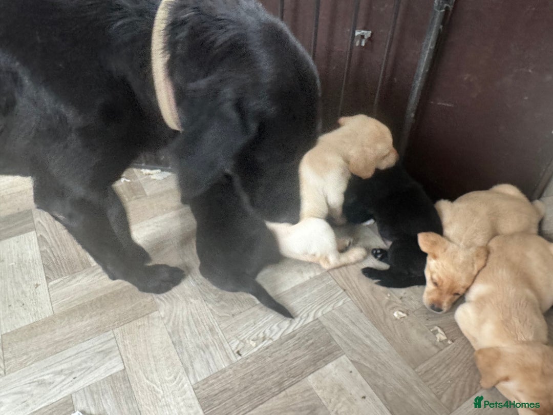 Labrador Retriever dogs for sale: Well bred Labrador puppies - Image 10