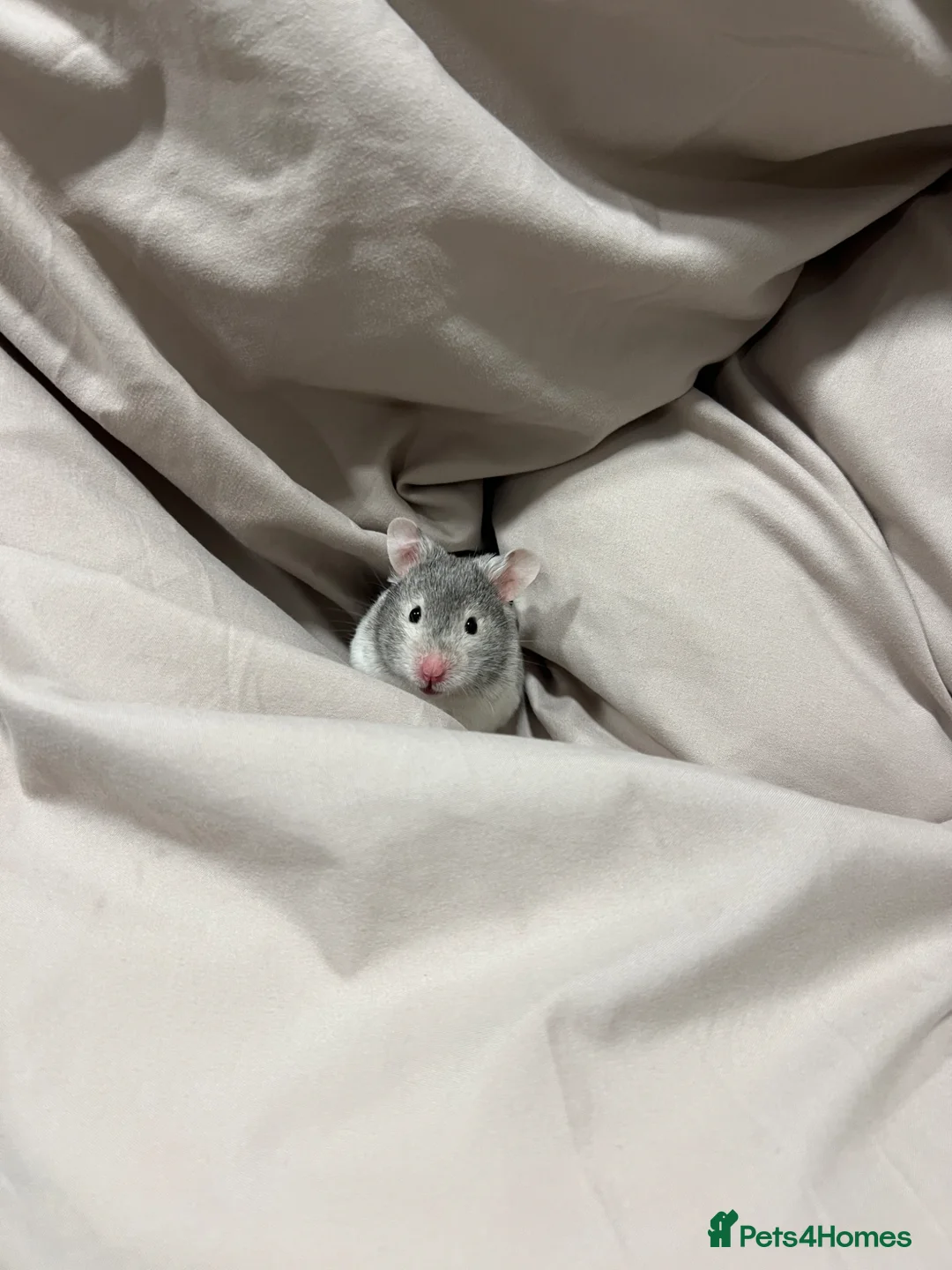 Hamster rodents for sale: Pebbles the hamster   in Preston - Advert 2