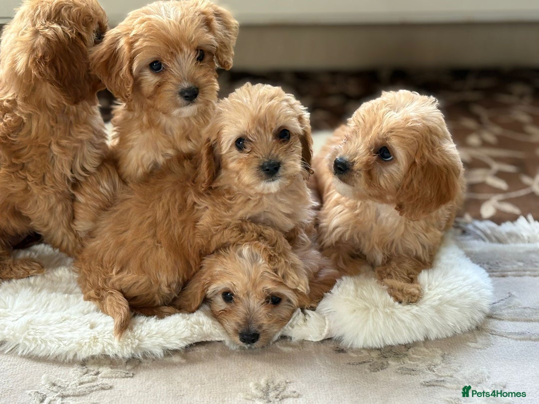 Cavapoo dogs for sale: Apricot Cavapoos - Image 6