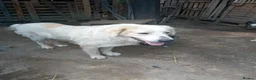Mixed Breed dogs for adoption: RAFFI, a Gentle Giant Looking for His Loving Home - Advert 4