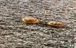 Tortoise reptiles for sale: Horsfield Tortoises  - Image 3