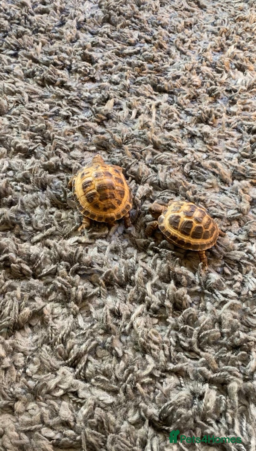 Tortoise reptiles for sale: Horsfield Tortoises  - Image 3