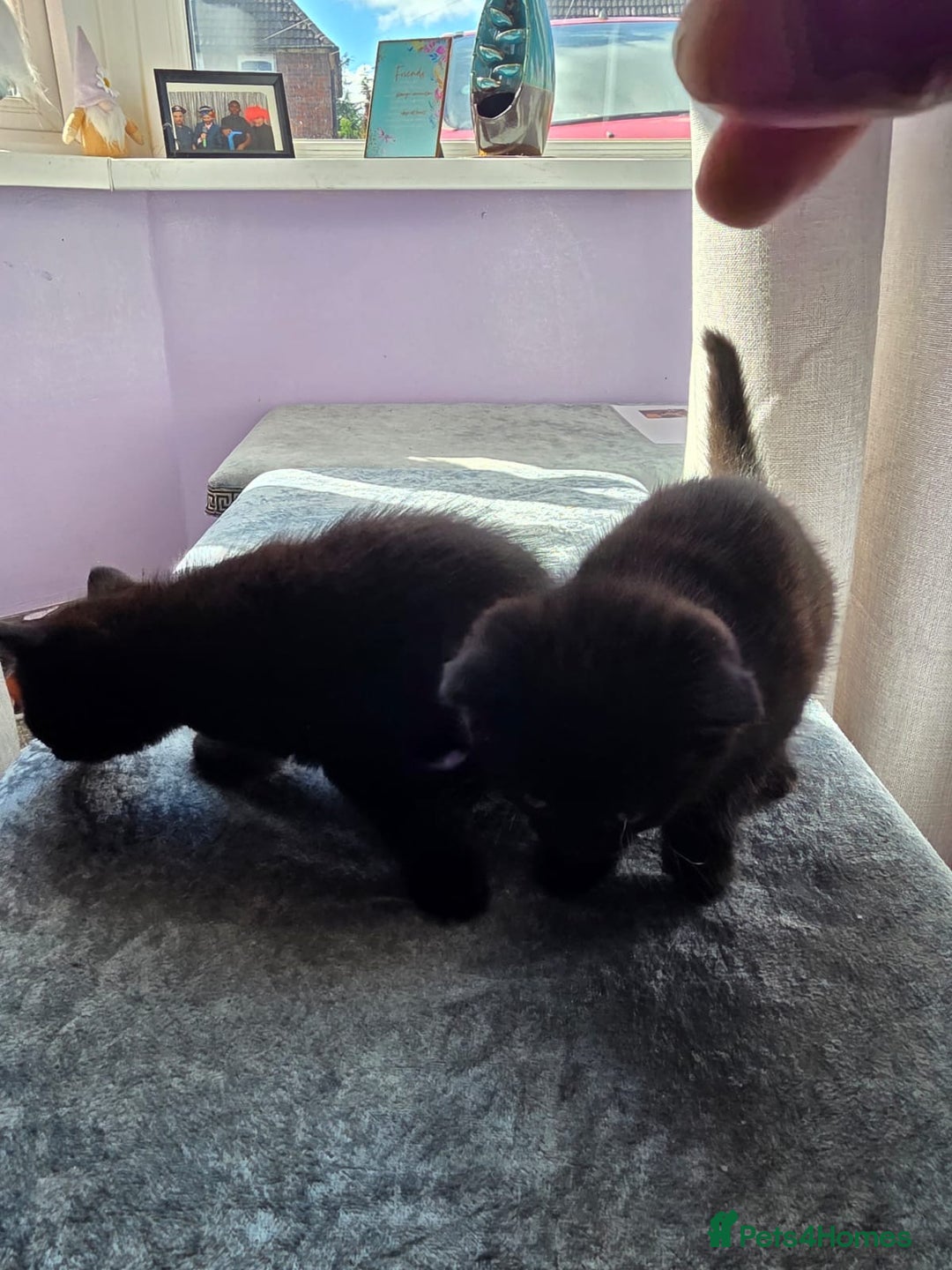 Domestic Shorthair cats for sale: Kittens - Image 3