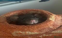 Rat rodents for sale: Female Pair of Rats - Image 4