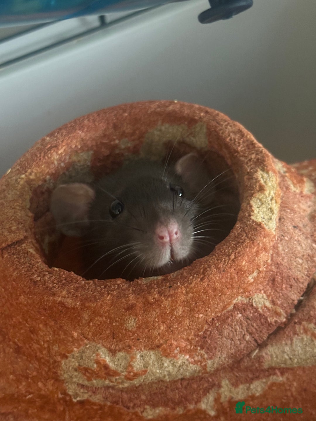 Rat rodents for sale: Female Pair of Rats - Image 4