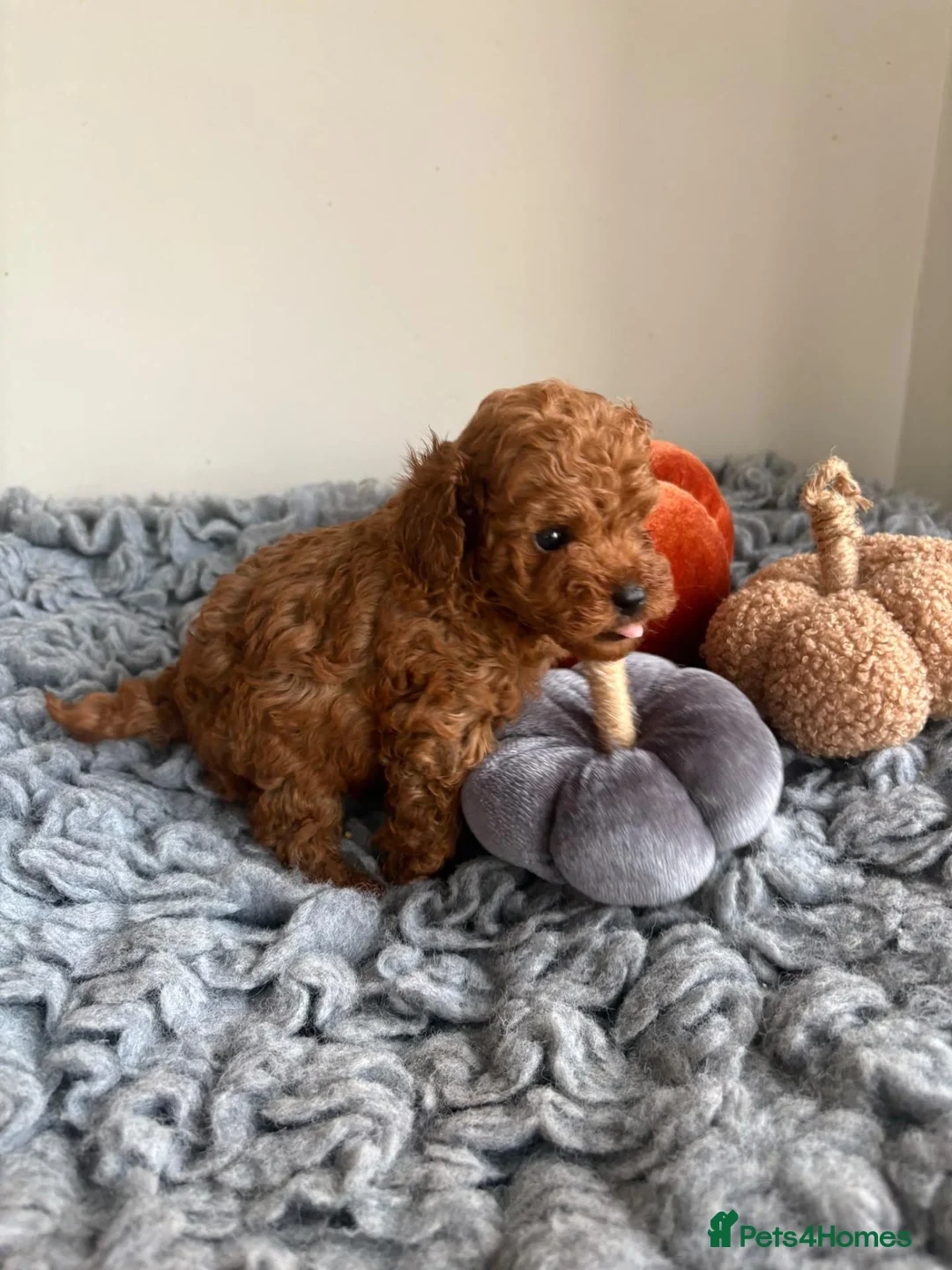 Toy Poodle dogs for sale: Stunning toy poodle puppies  - Advert 2