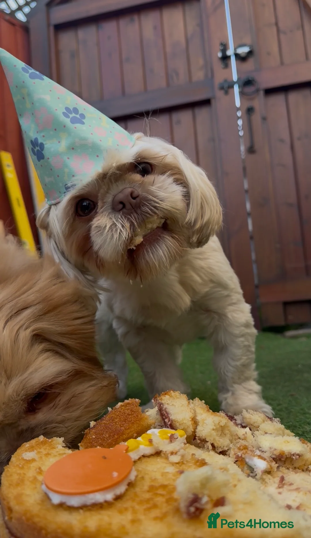 Gallery Image {{count}}