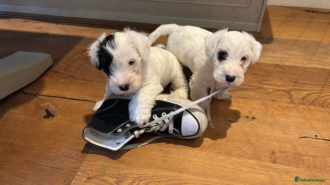 Sealyham Terrier dogs for sale: Two Male Sealyham Puppies in Andover - Advert 8