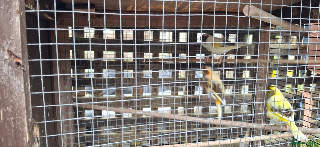 Canaries birds for sale: 6 Canaries  - Advert 3