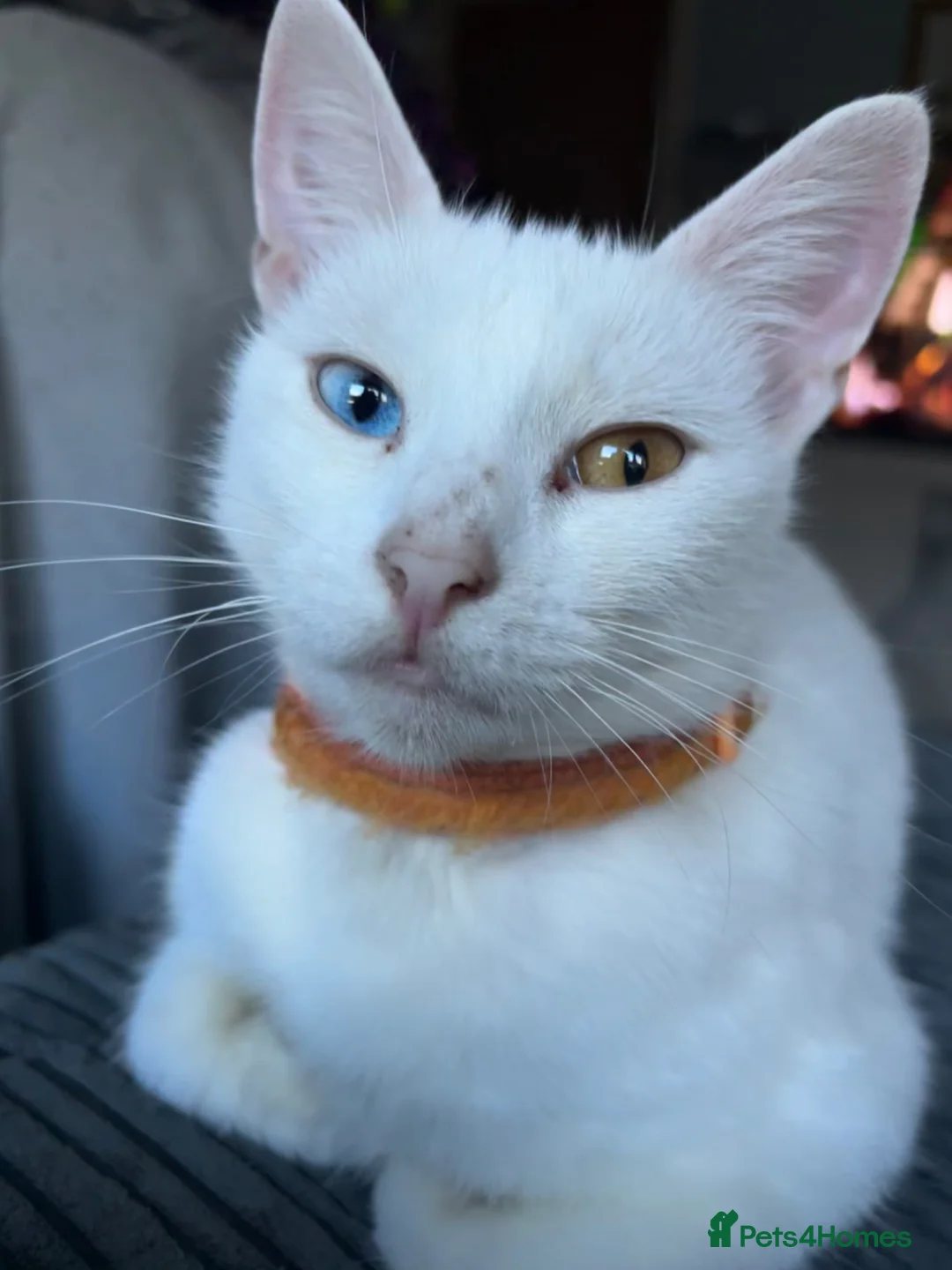 Mixed Breed cats for sale: Female striped colour tabby - Advert 1