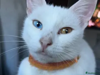 Mixed Breed cats Female striped colour tabby - Advert 2