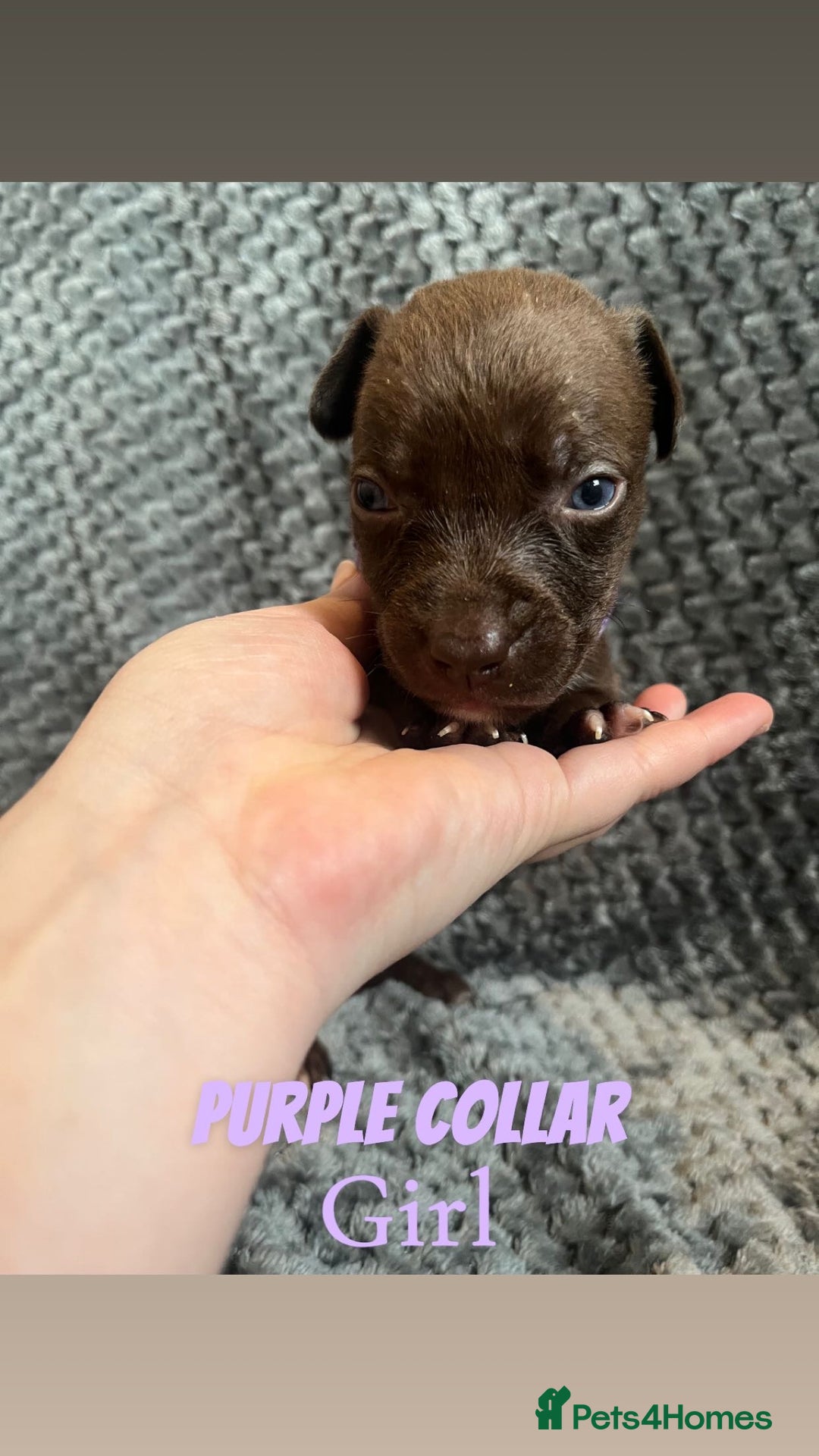 Mixed Breed dogs for sale: 11 Lurcher x Staffy pups for Sale! - Advert 31