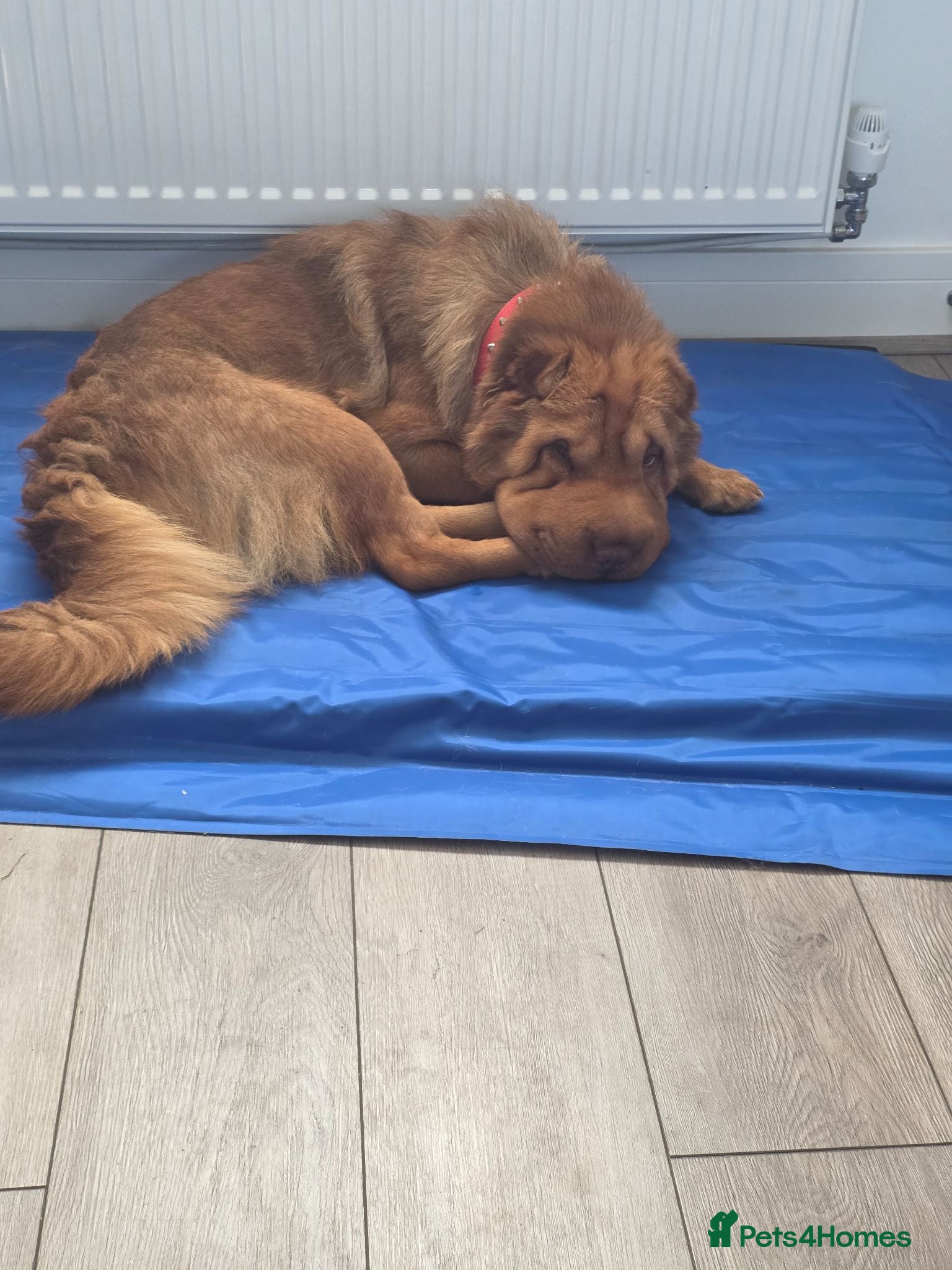 Shar Pei dogs Bear coat shar pei - Advert 2
