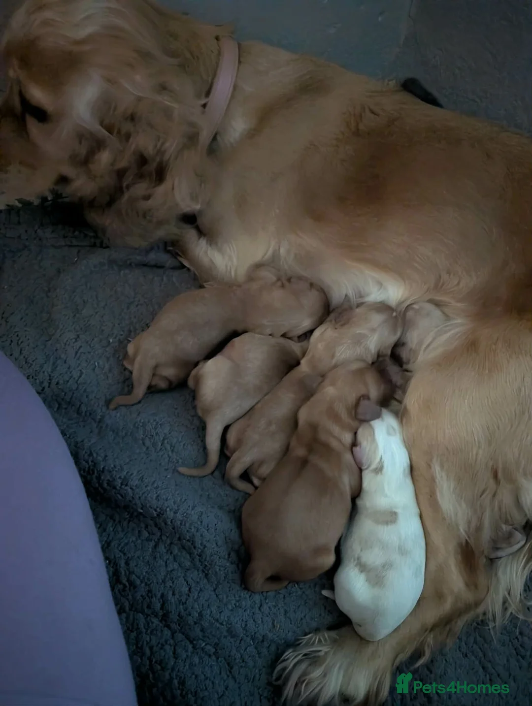 Cavalier King Charles Spaniel dogs for stud: Cavaliear King Charles Stud Only - Advert 8