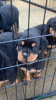 Rottweiler dogs AMAZING FULL PEDIGREE ROTTWEILER PUPPIES - Advert 3