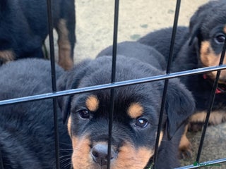 Rottweiler dogs - Advert 1