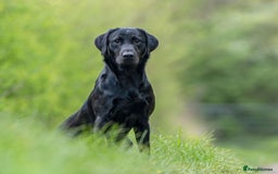Labrador Retriever dogs for sale: Stunning KC registered fully health tested. - Image 5