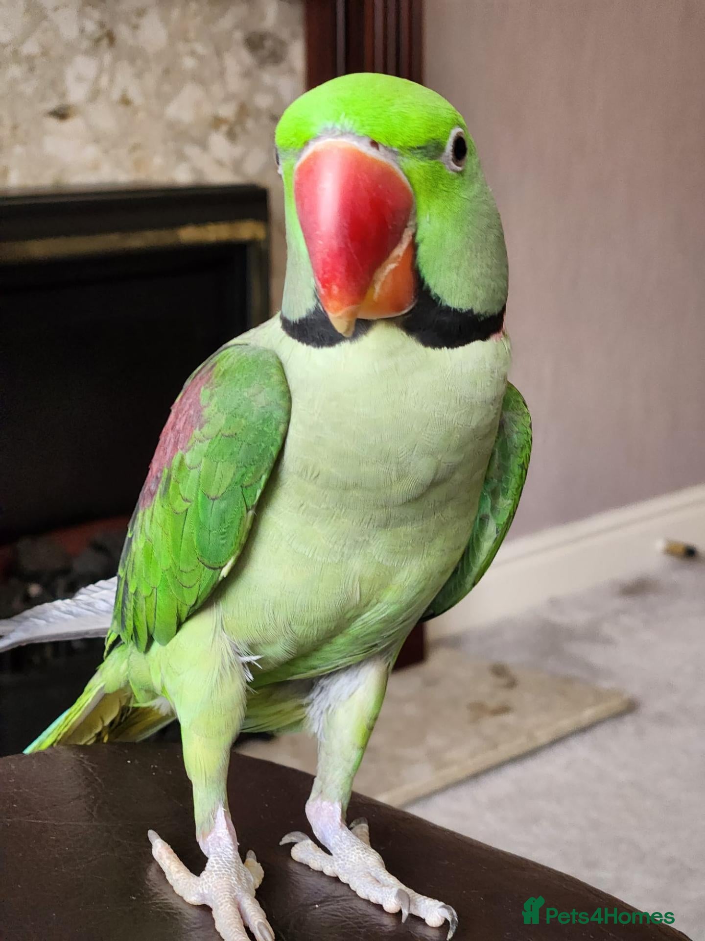 Parakeets birds Pair of parrots Alexandrine - Advert 1