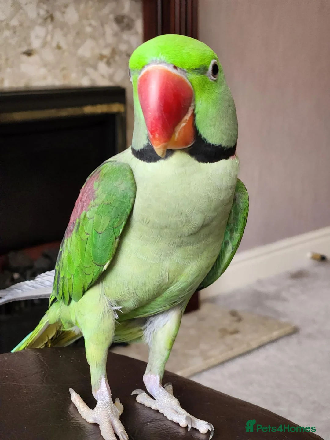 Parakeets birds for sale: Pair of parrots Alexandrine in Stoke-on-Trent - Advert 1