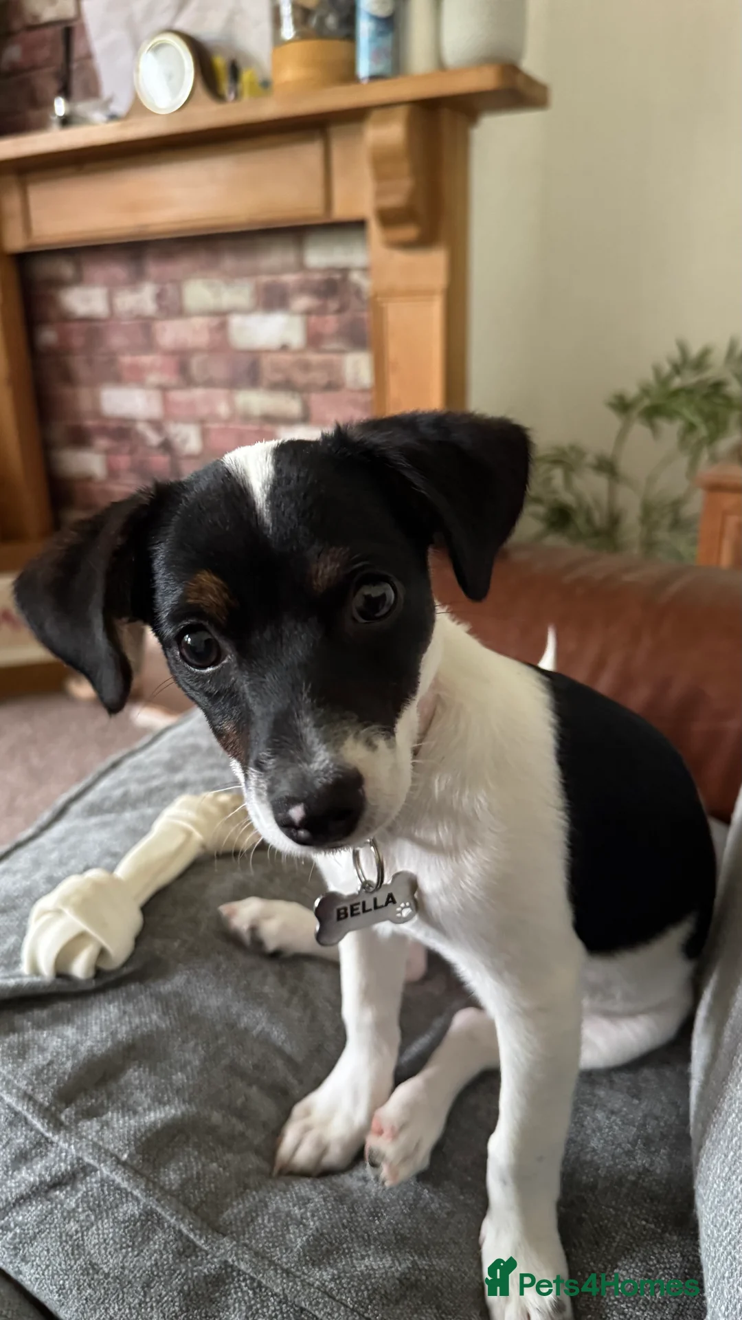 Jack Chi dogs for sale: Jack Chi Female 1 Yr Old - Spayed - Advert 6