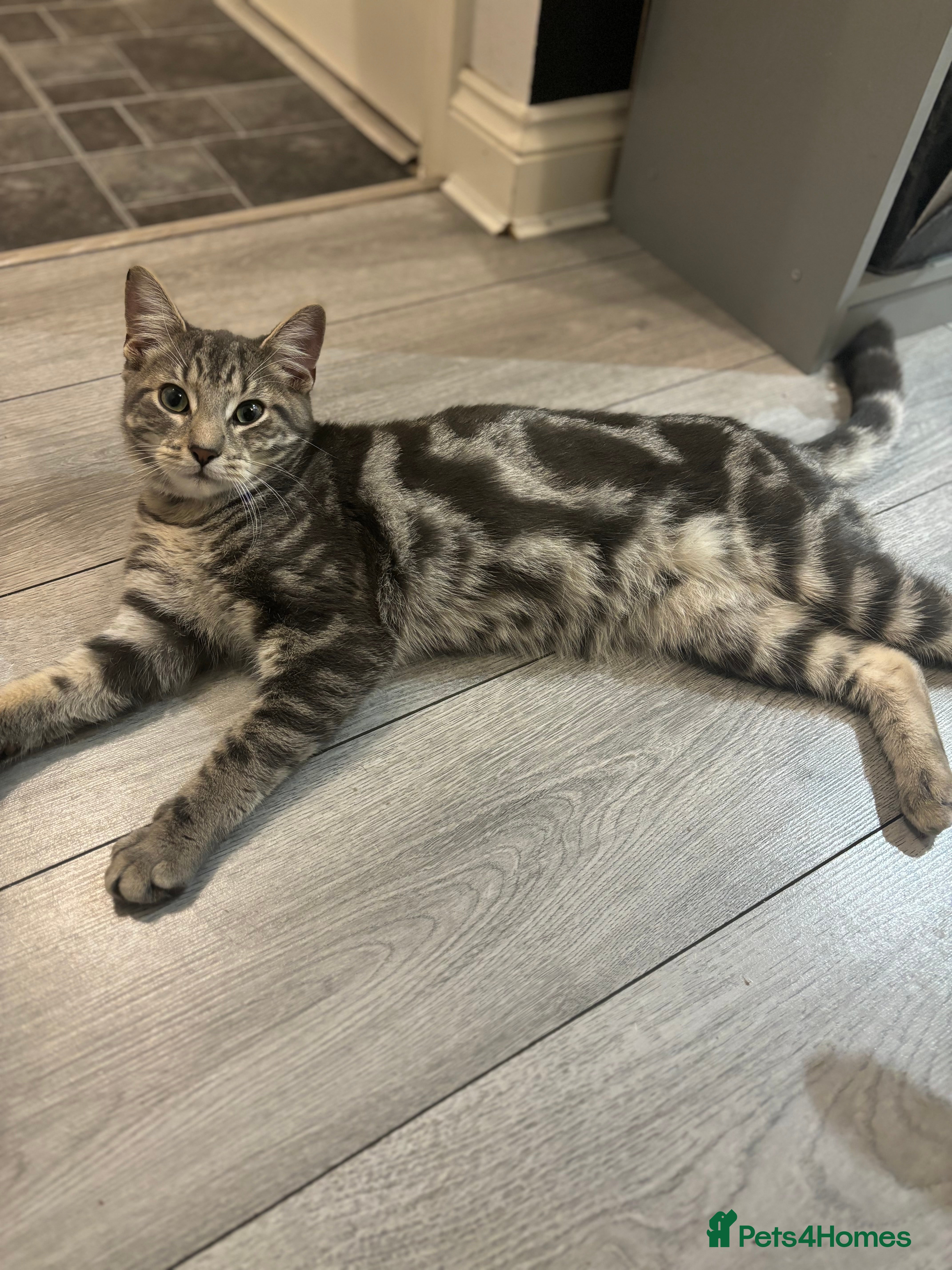 Mixed Breed cats Ragdoll X Bengal - Advert 8