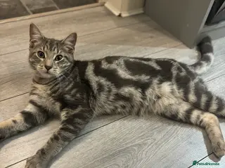 Mixed Breed cats Ragdoll X Bengal - Advert 8