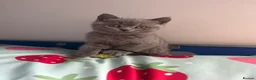 British Shorthair cats for sale: **LAST GIRL** British shorthair kitten - Advert 5
