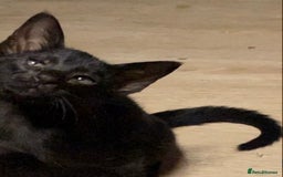 Oriental cats for sale: Oriental kitten - Image 18