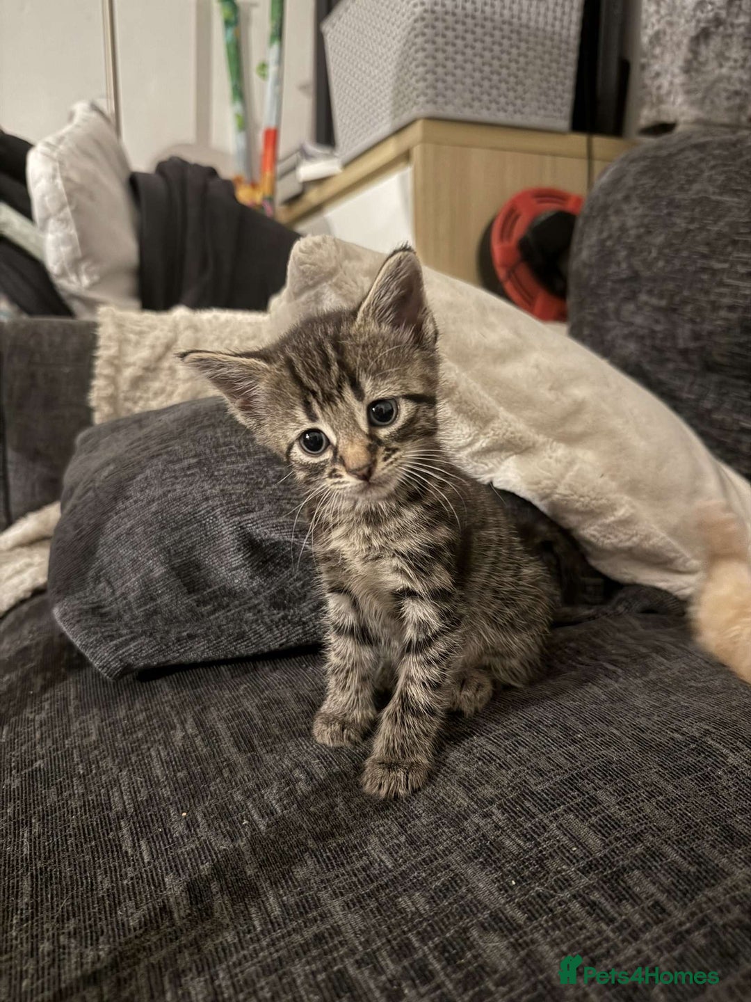 Mixed Breed cats for sale: READY TO GO tabby male female kittens brown  in Ware - Image 7