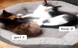 Mixed Breed cats for sale: Mainecoon and Forest Norwegian mixed kittens - Image 8