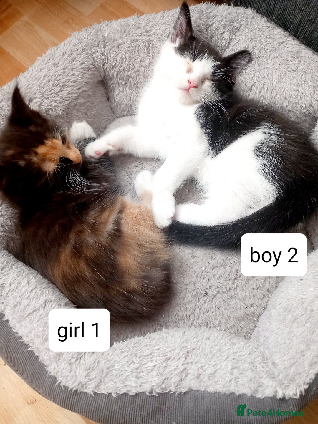 Mixed Breed cats for sale: Mainecoon and Forest Norwegian mixed kittens - Image 8